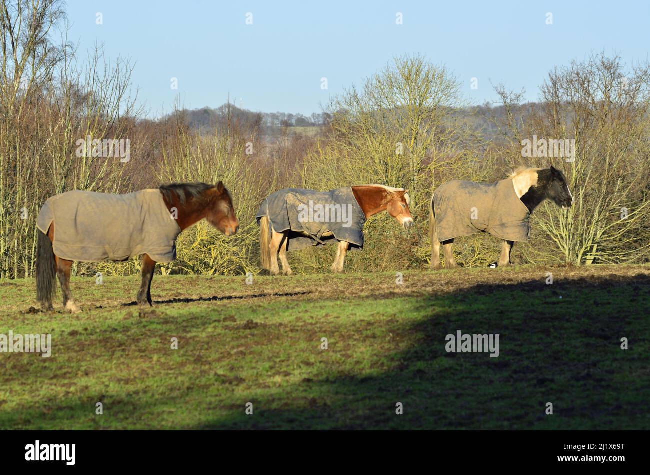 Pferde tragen Decken auf einem Feld, Kent, England, Dezember Stockfoto