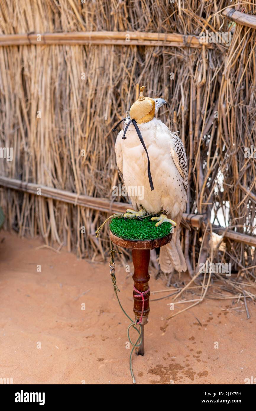 Falknerei ist in den Vereinigten Arabischen Emiraten immer noch beliebt. Stockfoto