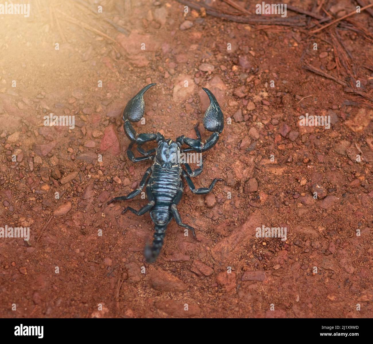 Gehen Sie vorsichtig vor. High-Angle-Aufnahme eines schwarzen Skorpions in sandigem Gelände. Stockfoto