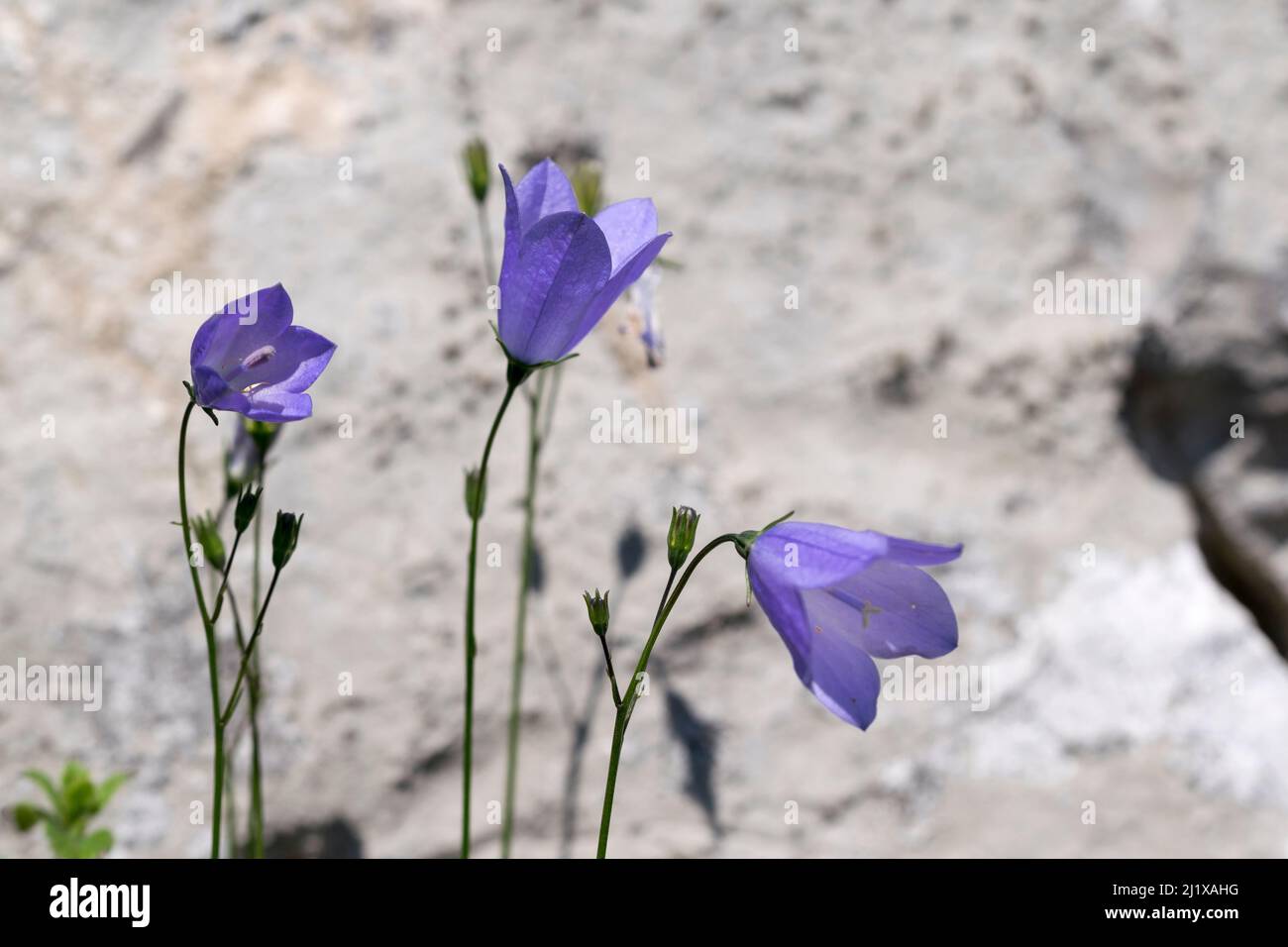 Harebell-Blüten Campanula rotundifolia wächst auf den Great Ormes Kopf Nord-Wales Großbritannien Stockfoto