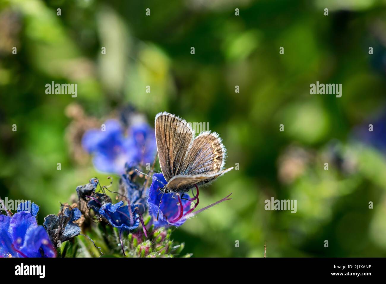 Gewöhnlicher blauer weiblicher Schmetterling, der sich von Viper's bugloss Echium vulgare ernährt, der auf den Great Ormes wächst, Kopf in Nord-Wales, Großbritannien Stockfoto