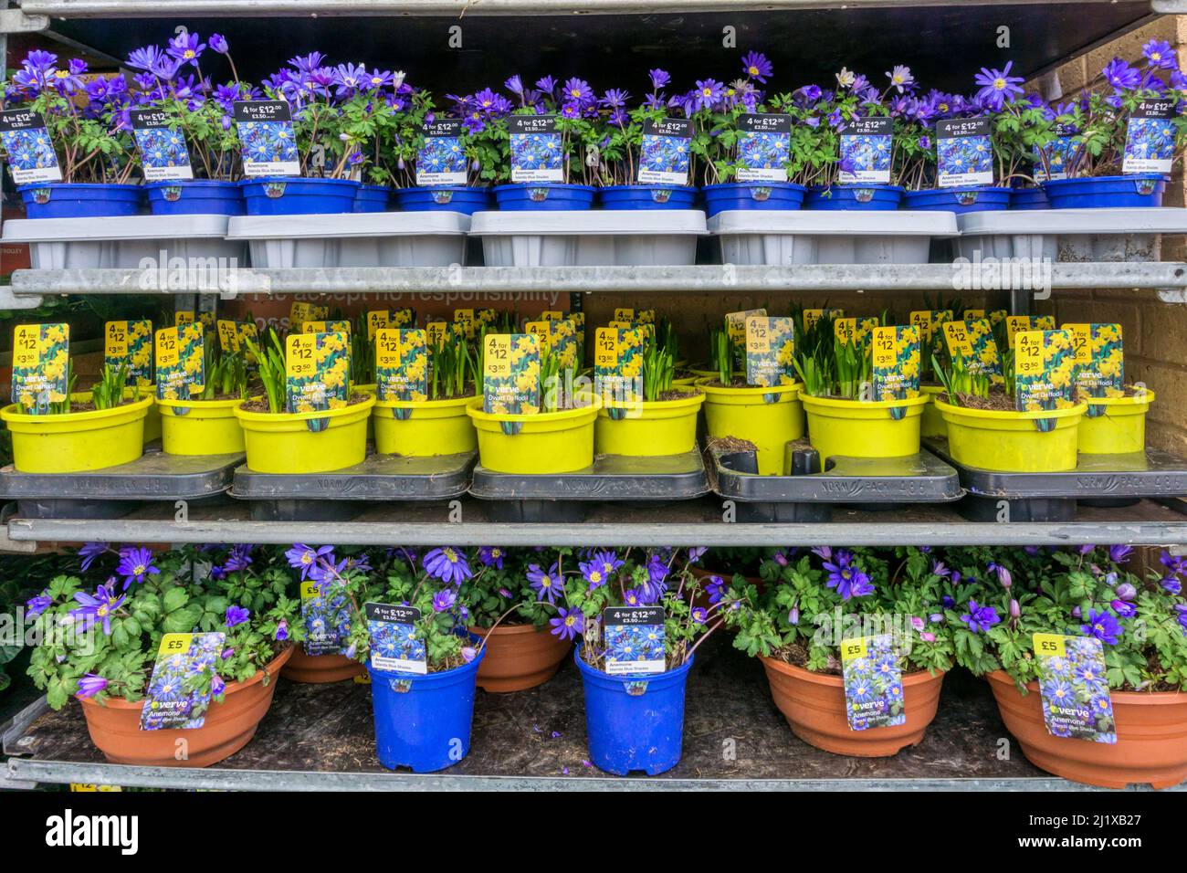 Blaue und gelbe Anemone blanda 'Blue Shades' und Narcissus 'Tête-à-tête' Zwergnarzissen zum Verkauf. Stockfoto