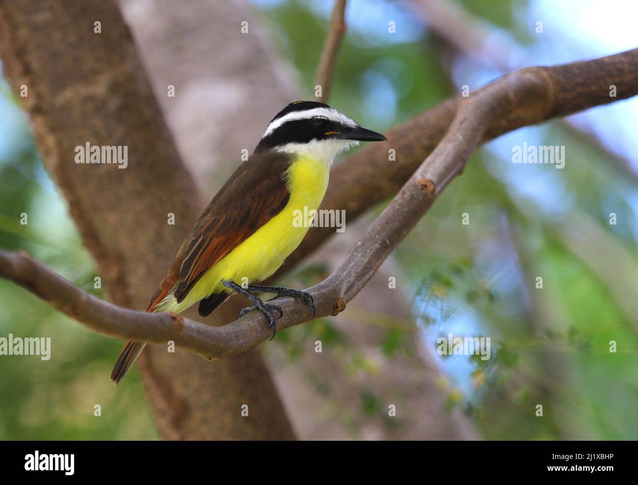 Ein großer Kiskadee (Pitangus sulfuratus) sitzt auf einem Baum, aufgenommen in Playa Del Carmen, Mexiko. Stockfoto