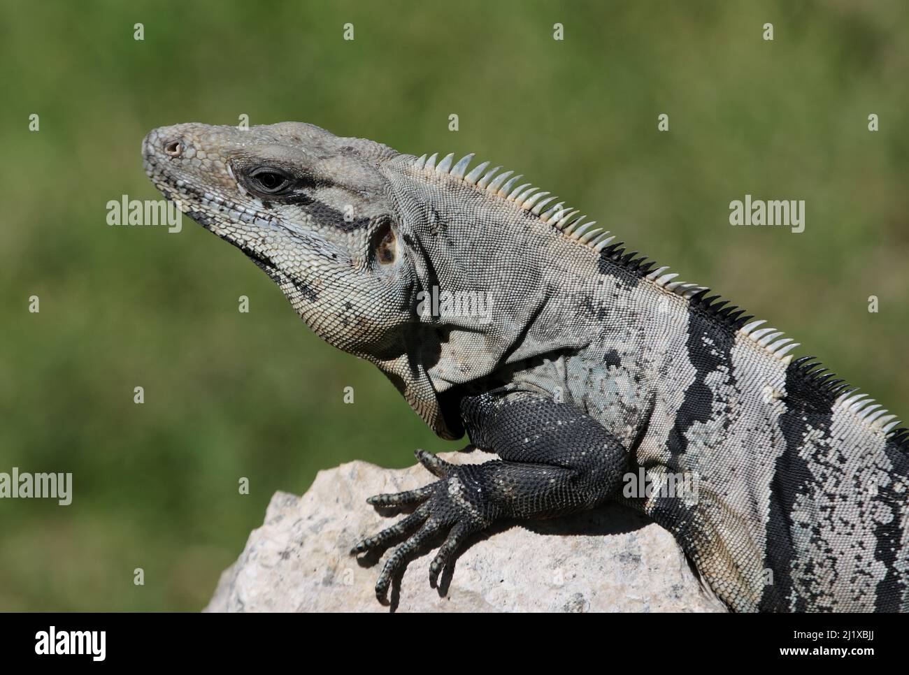 Das Gesicht einer schwarzen Stachelschwanzigen Iquana (Ctenosaura similis), die auf einem Felsen sitzt, aufgenommen in Playa Del Carmen, Mexiko. Stockfoto