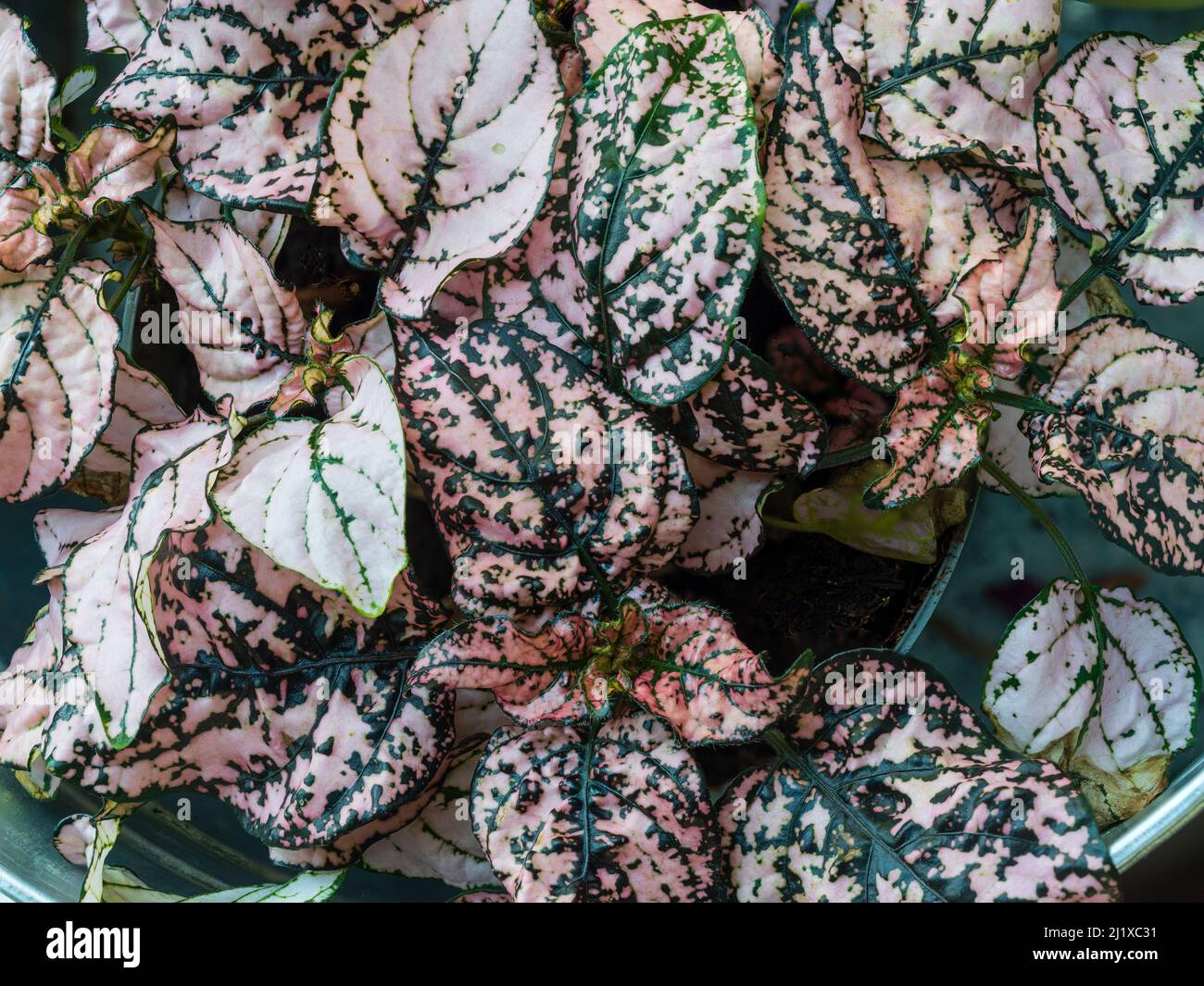 Farbenfrohe, grüne und weiße Blätter der zarten Zimmerpflanze Hypoestes phyllostachya Pink Splash, Polka Dot Plant Stockfoto