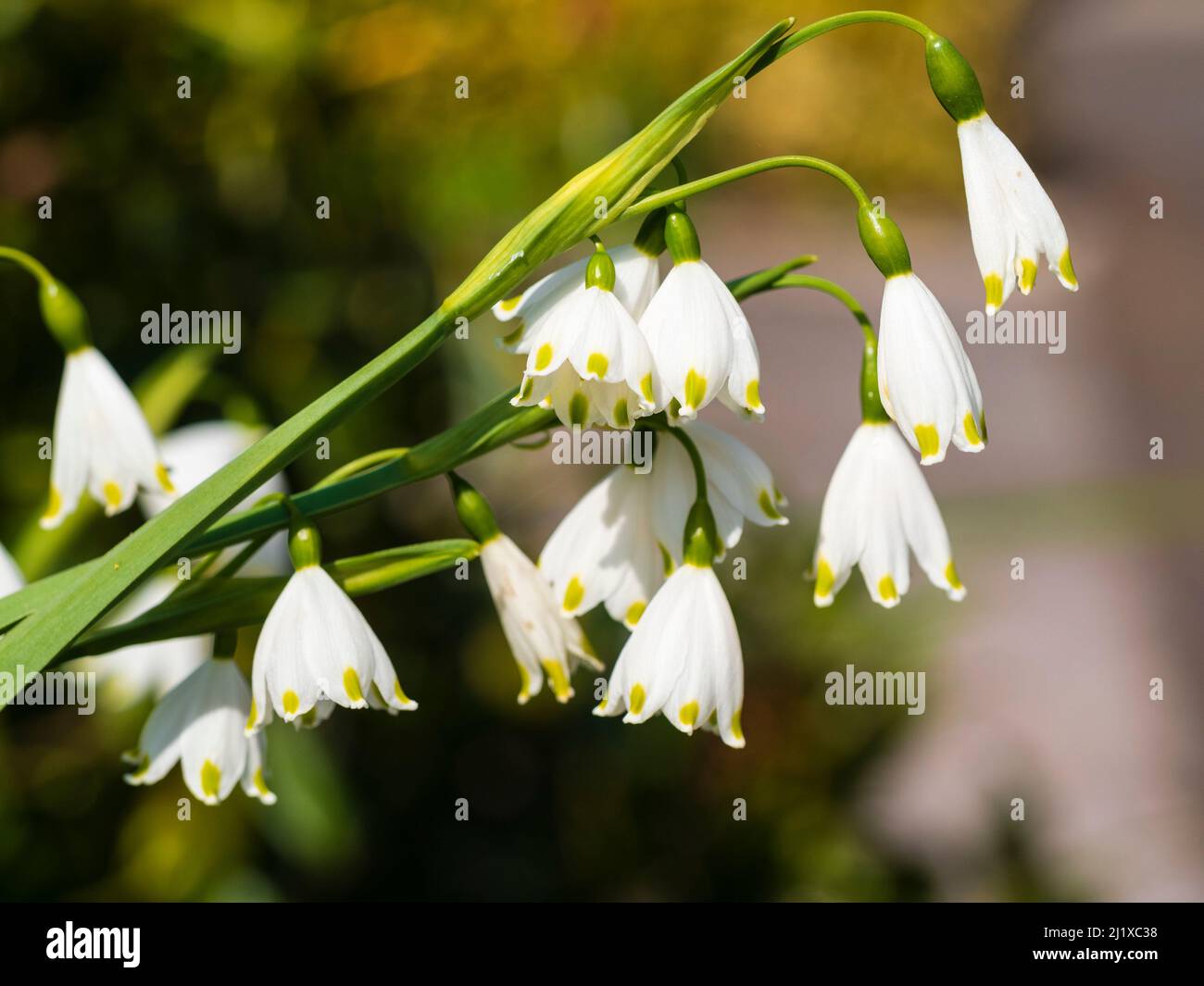 Gelbe weiße Blüten der winterharten Frühlingsblüte, die im Sommer als Schauflake erhältlich ist, Leucojum aestivum „Gravetye Giant“ Stockfoto