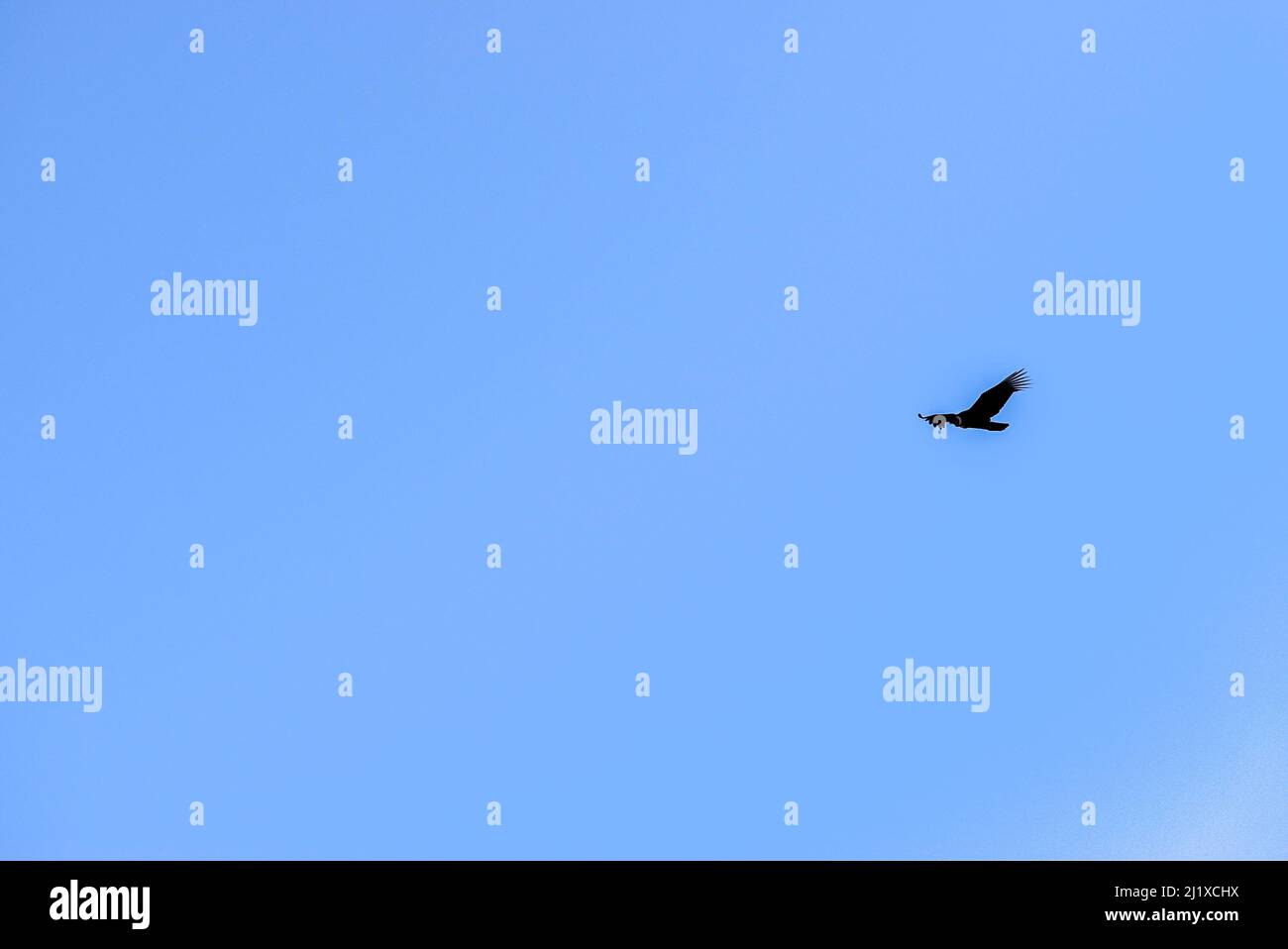 Greifvögel fliegen in einem klaren Himmel Stockfoto