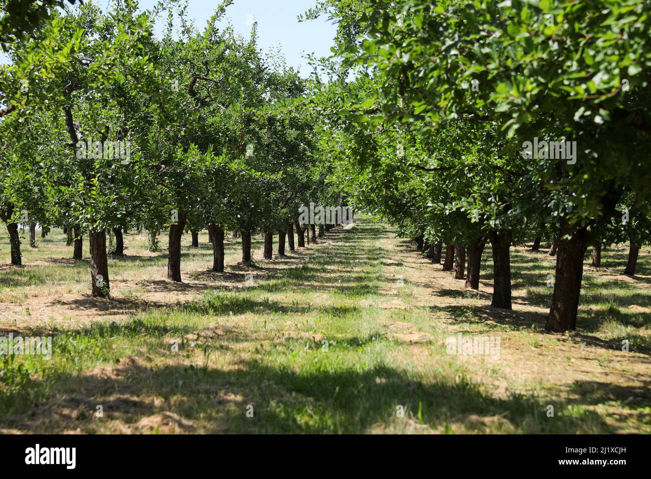 Obstgarten von Ente Pflaumenbäumen für den Anbau von Agen Pflaumen Stockfoto