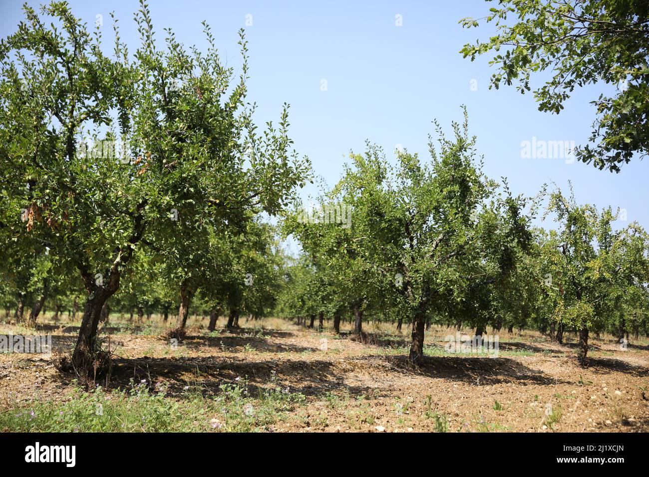 Obstgarten von Ente Pflaumenbäumen für den Anbau von Agen Pflaumen Stockfoto