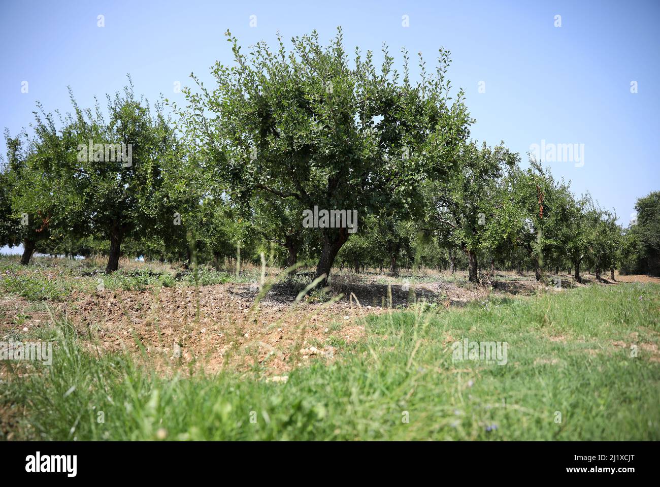 Obstgarten von Ente Pflaumenbäumen für den Anbau von Agen Pflaumen Stockfoto