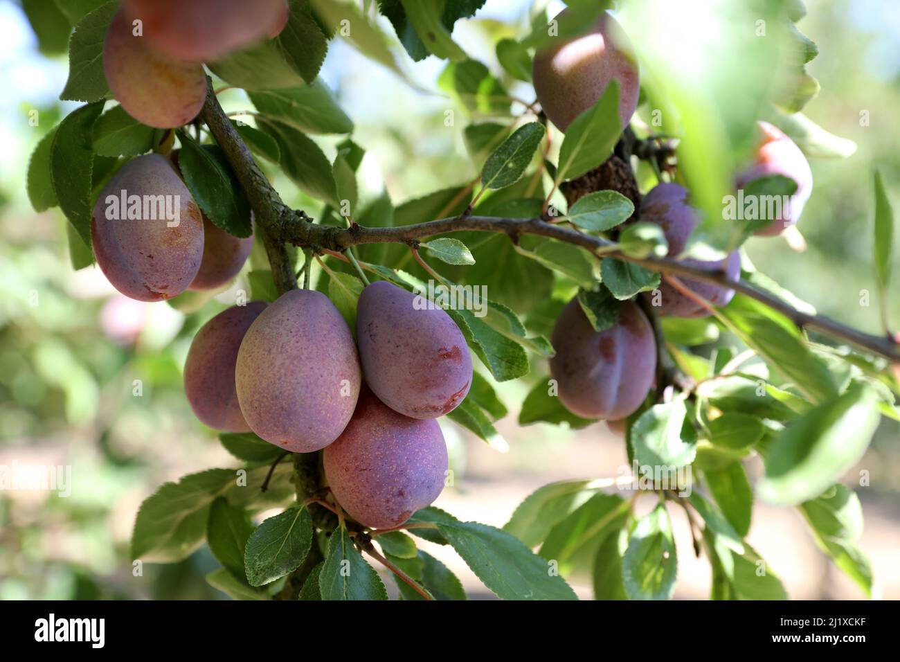 Anbau von Agen-Pflaumen: Obstgarten von Ente-Pflaumenbäumen mit reifen Pflaumen auf Ästen vor der Ernte zwischen Mitte August und Mitte September Stockfoto