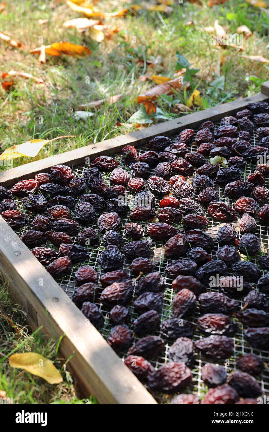 Anbau von Agen-Pflaumen: Ente-Pflaumentrocknung in Kisten nach der Ernte. Die Früchte werden auf Schalen verteilt, um getrocknet zu werden Stockfoto