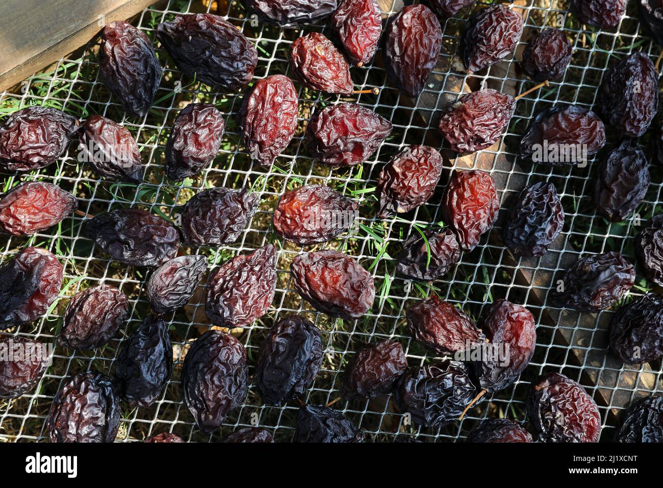 Anbau von Agen-Pflaumen: Ente-Pflaumentrocknung in Kisten nach der Ernte. Die Früchte werden auf Schalen verteilt, um getrocknet zu werden Stockfoto
