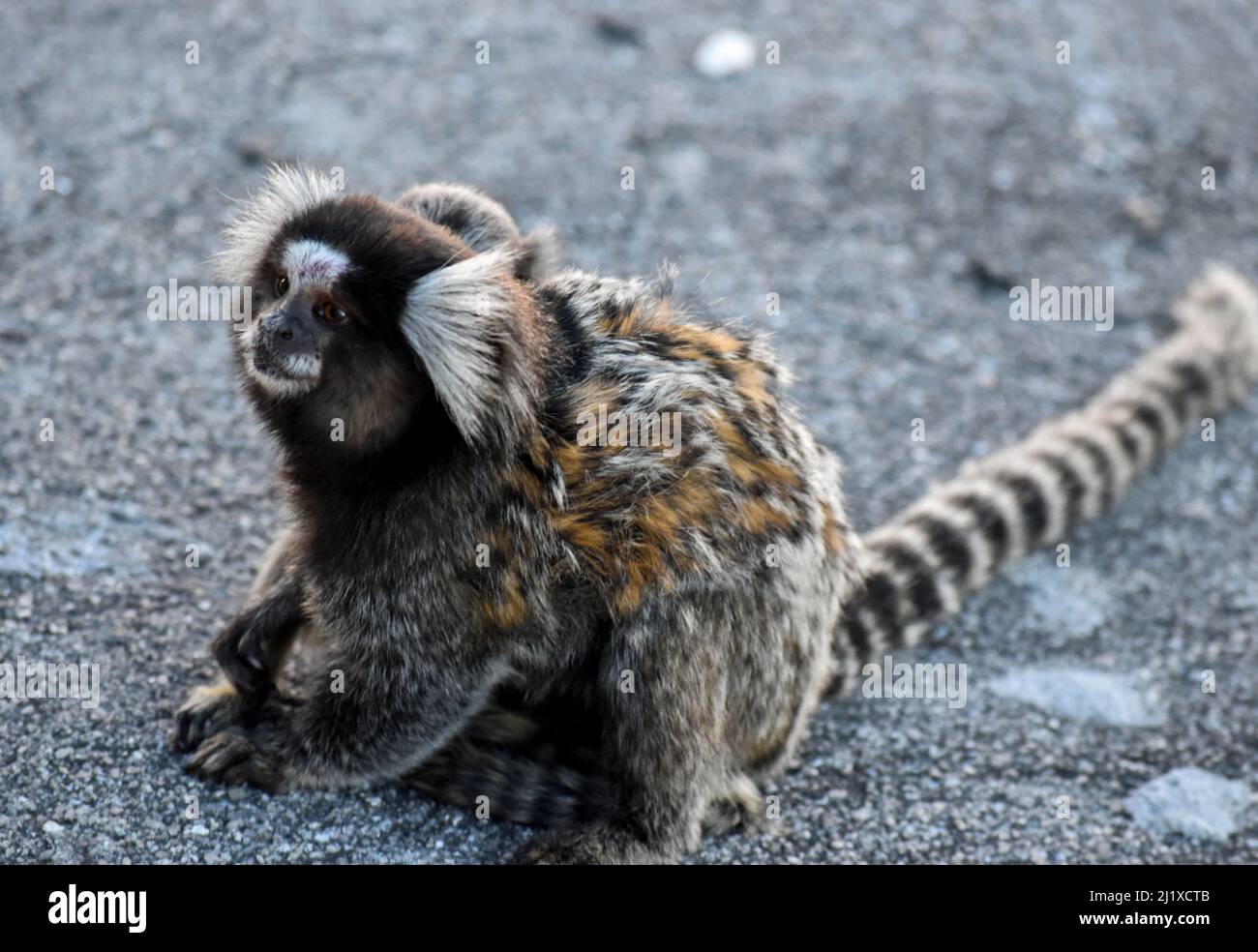 titi-Affe in rio de janeiro Mutter mit ihrem Kalb Stockfoto