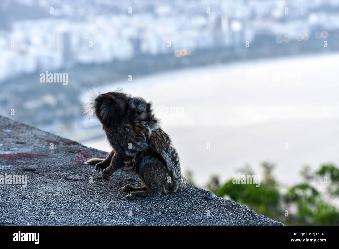 titi-Affe in rio de janeiro Mutter mit ihrem Kalb Stockfoto