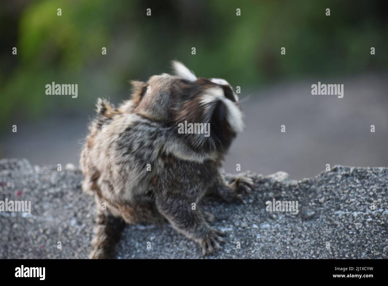 titi-Affe in rio de janeiro Mutter mit ihrem Kalb Stockfoto