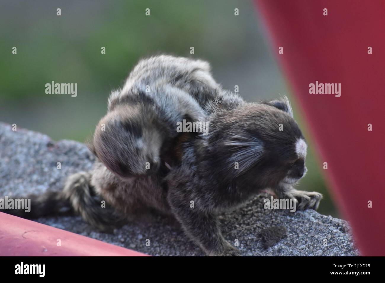 titi-Affe in rio de janeiro Mutter mit ihrem Kalb Stockfoto