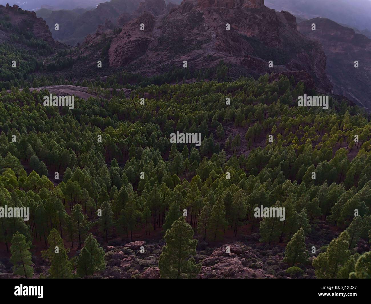 Luftaufnahme der zentralen Berge der Insel Gran Canaria, Kanarische Inseln, Spanien nach Sonnenuntergang mit Nadelwald zwischen Felsen. Stockfoto