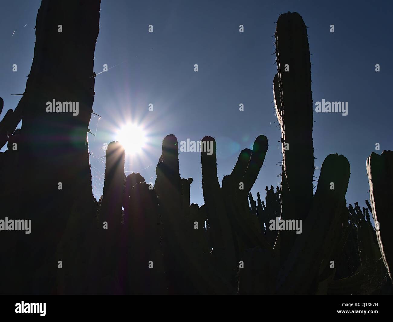 Silhouetten der Stängel eines großen Heidelbeerkaktus (Myrtillocactus geometrizans, auch Wortleberry-Kaktus, blaue Kerze) mit großen Nadeln in Hintergrundbeleuchtung. Stockfoto