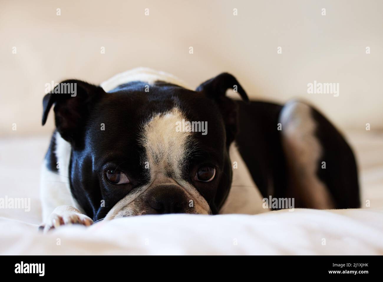 Gib dein Herz einem Hund - sie werden es nie brechen. Aufnahme eines entzückenden Hundes zu Hause. Stockfoto