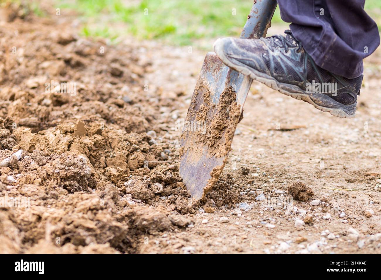 Vorbereitung auf die Aussaat im eigenen Garten durch Ausgraben von Lehmboden. Stockfoto