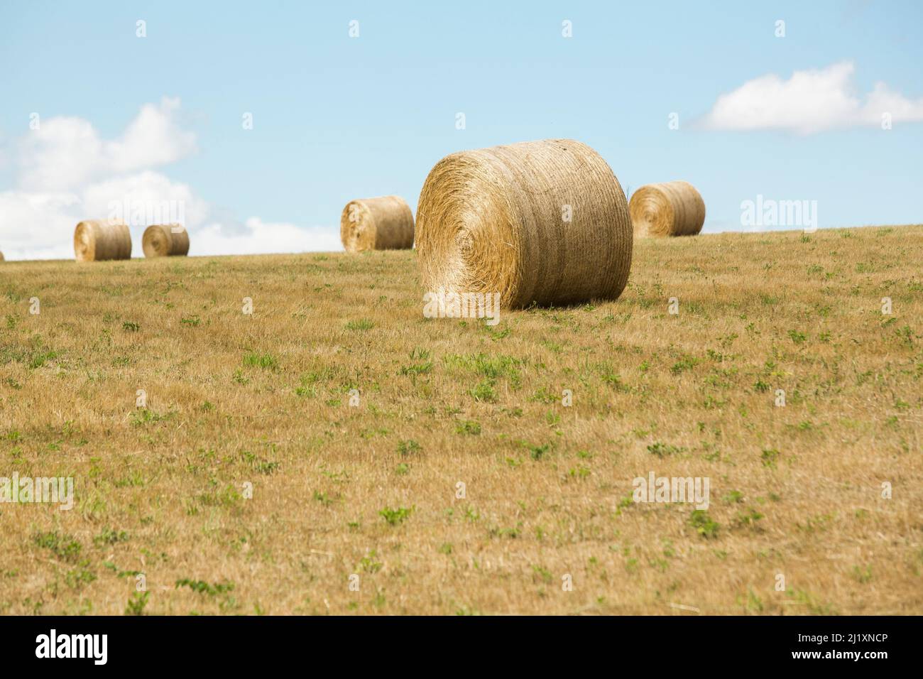 Runde, zylindrische Heuballen, die nach der Ernte in der Mitte eines Bauernfeldes liegen. Stockfoto