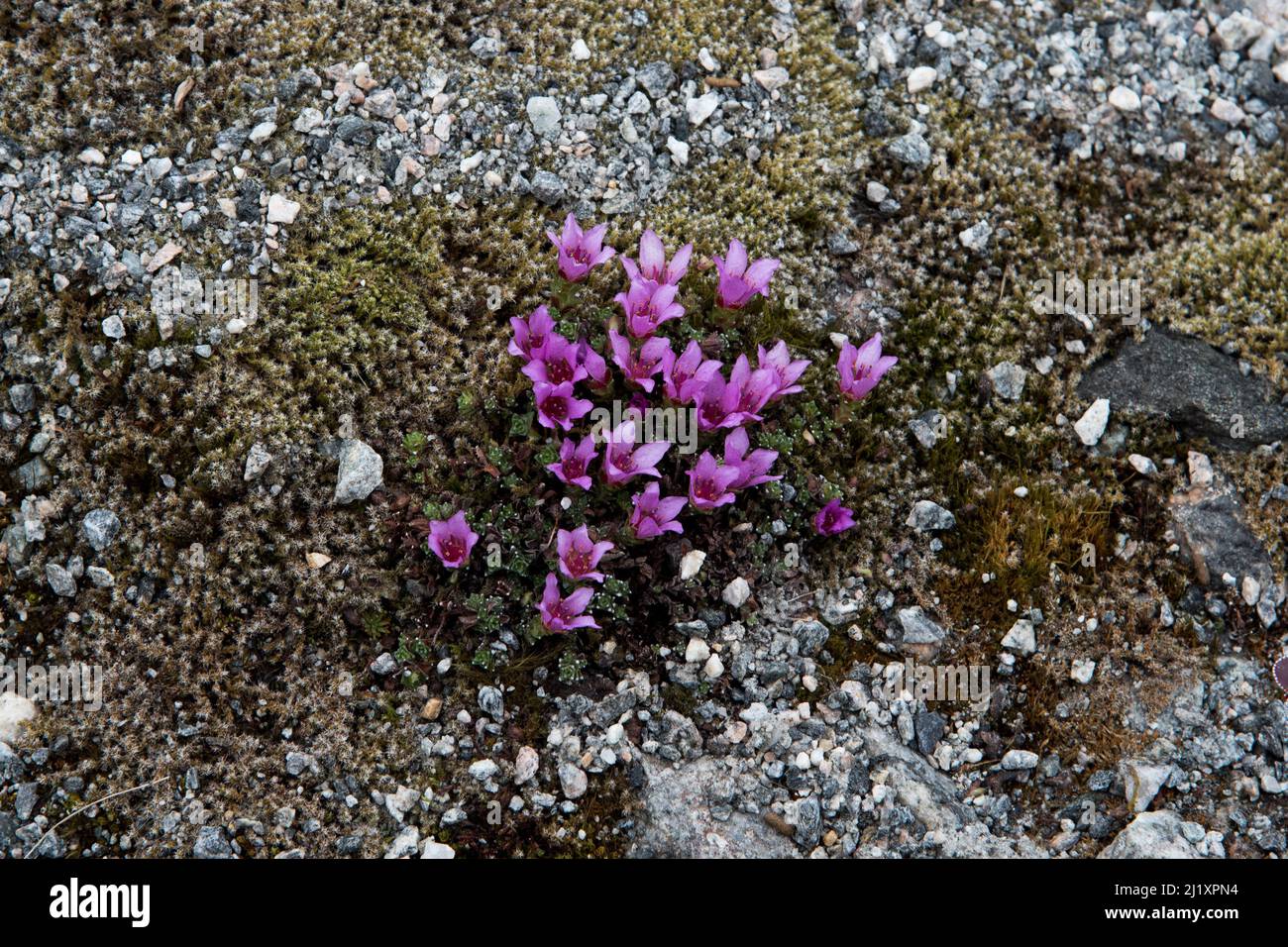 Saxifraga oppositifolia blüht neben dem Wasserfall Voeringfossen in der norwegischen Grafschaft Vestland. Stockfoto