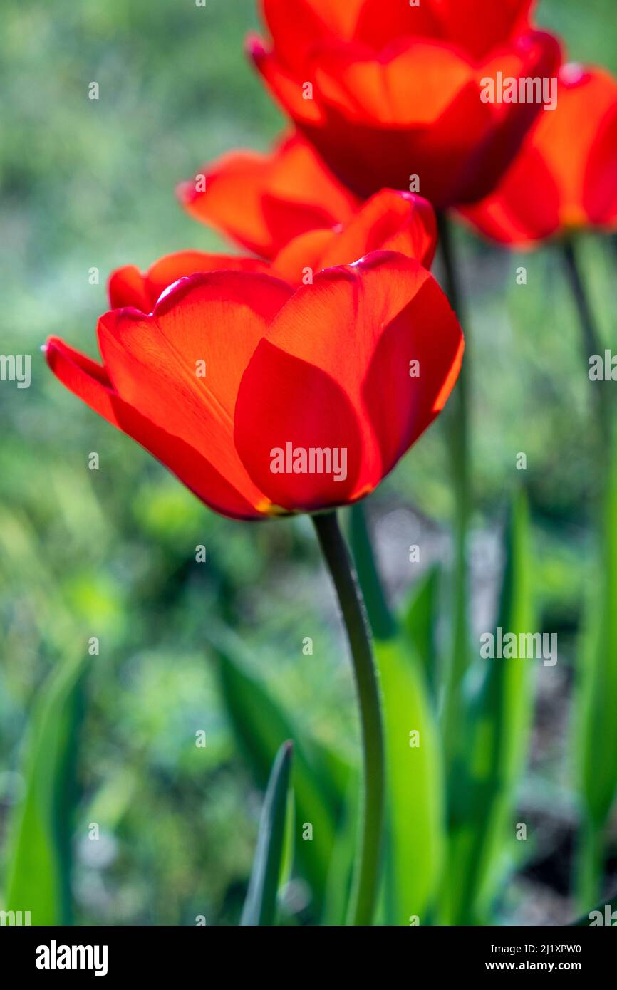 Tulpen wachsen in einem Garten mit Schatten von Blütenblättern, die auf andere Blütenblätter fallen, die durch das hinterleuchtete Sonnenlicht gebildet werden. Stockfoto