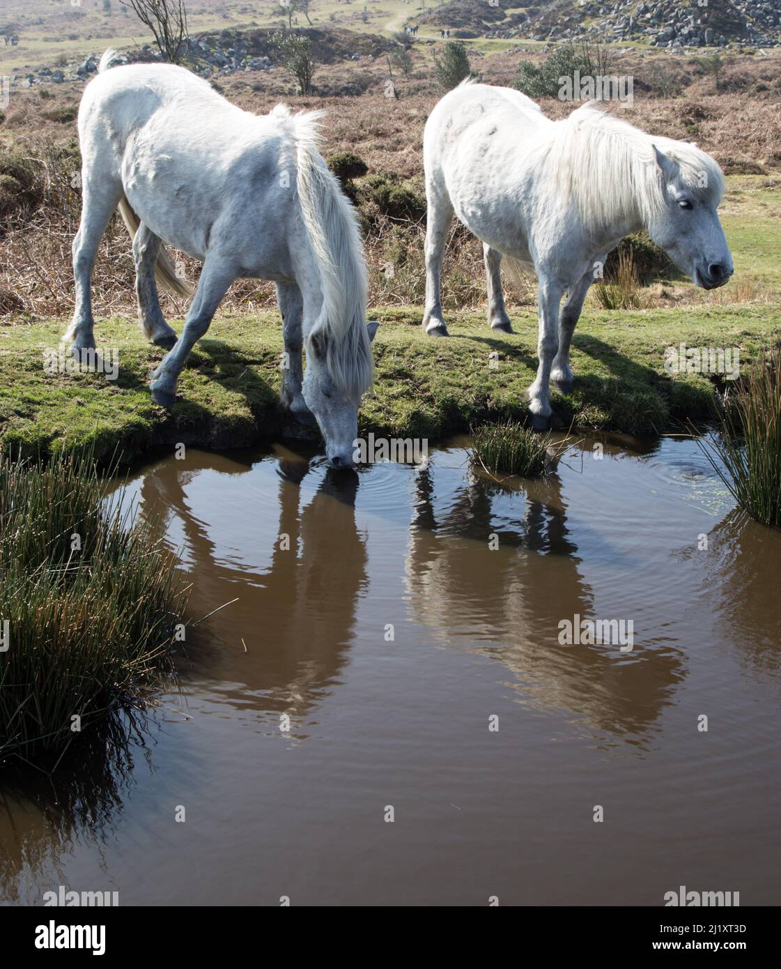 Weißes Dartmoor Ponys Trinkwasser Stockfoto