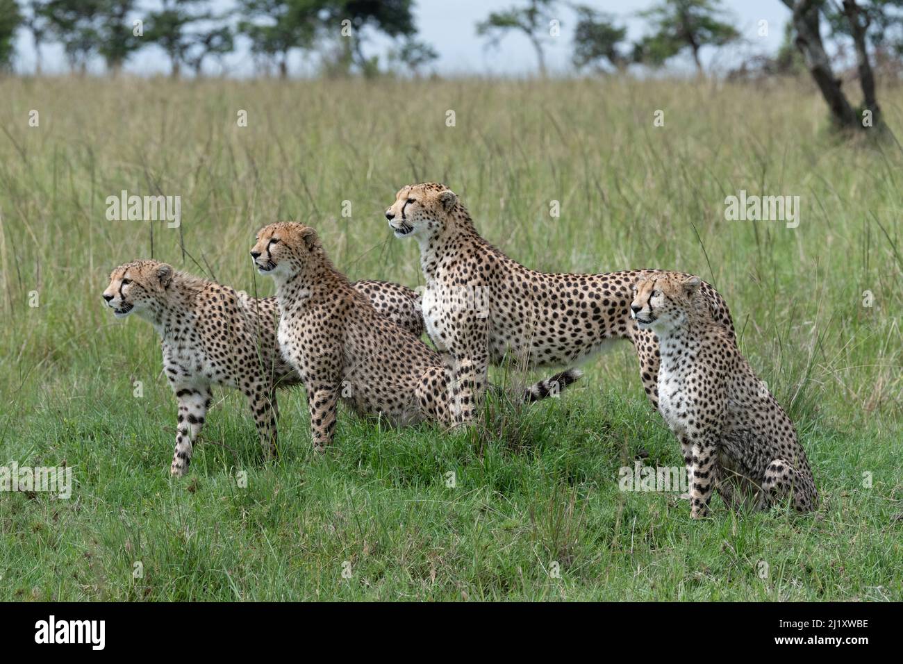 Mutter und drei Cheetah-U-Boote, die wachsam im hellen Gras der Masai Mara, Kenia, sind Stockfoto