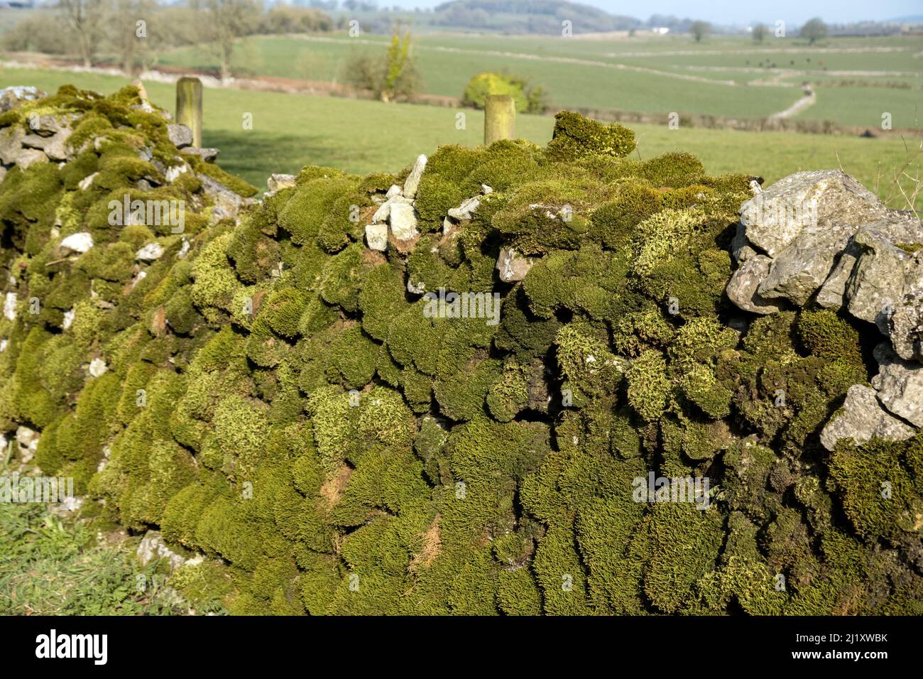 Großbritannien, England, Somerset. Priddy Village. Eine typische moosige Steinmauer in den Mendip Hills. Stockfoto