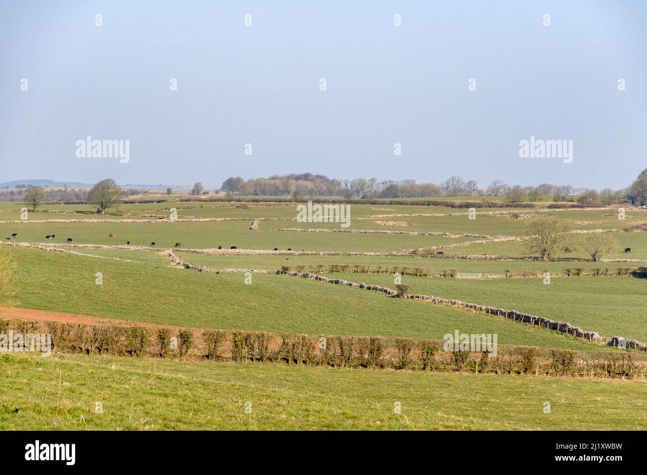 Großbritannien, England, Somerset. In der Nähe des Dorfes Priddy. Typische Felder, Hecken und Trockenmauern der Mendip Hills. Stockfoto