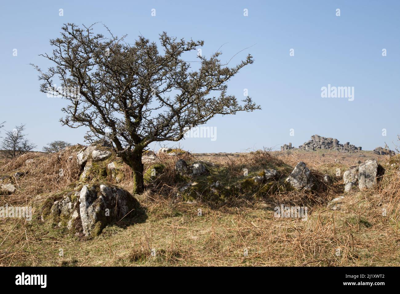 Weißdornbaum mit Hound Tor im Hintergrund Stockfoto