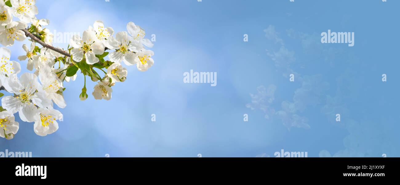Kirschbaum Blume Abstrakt Frühling Hintergrund mit schönen Bokeh und Platz für Text Stockfoto