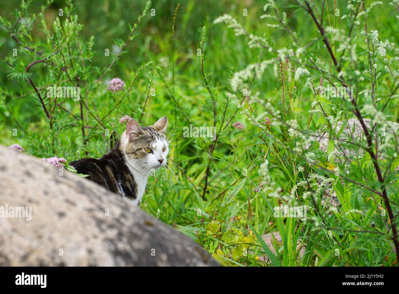 Tabby und weiße Hauskatze exploriert im grünen Sommergarten. Geeignet für Tier-, Tier- und Wildtierthemen. Stockfoto