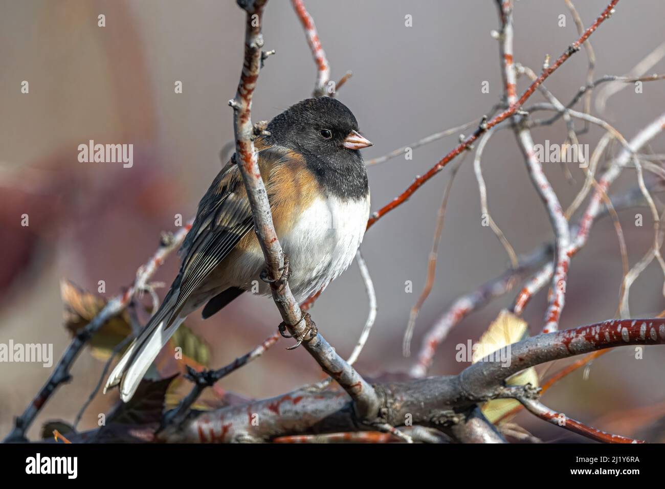 Dunkeläugiger Junco (Junco hyemalis), der auf einem Zweig ausstampft Stockfoto
