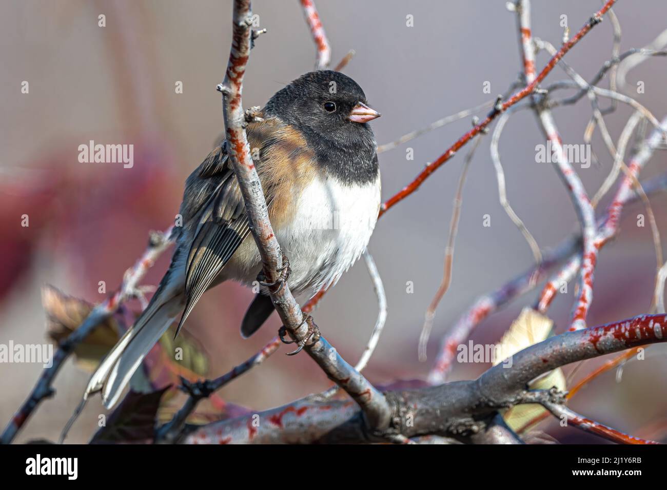 Dunkeläugiger Junco (Junco hyemalis), der auf einem Zweig ausstampft Stockfoto