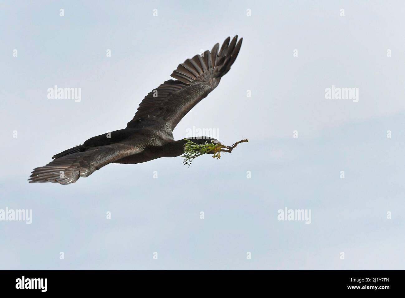 Europäischer Shag (Phalacrocorax aristotelis), der mit Nistmaterial an Küstenklippen auf seinen Nestplatz zufliegt, Dorset, Großbritannien, Mai. Stockfoto