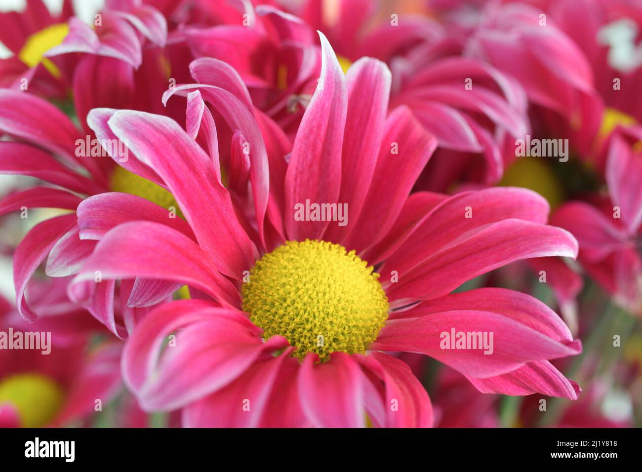 Heißer rosa Gänseblümchen-Blumenstrauß Stockfoto