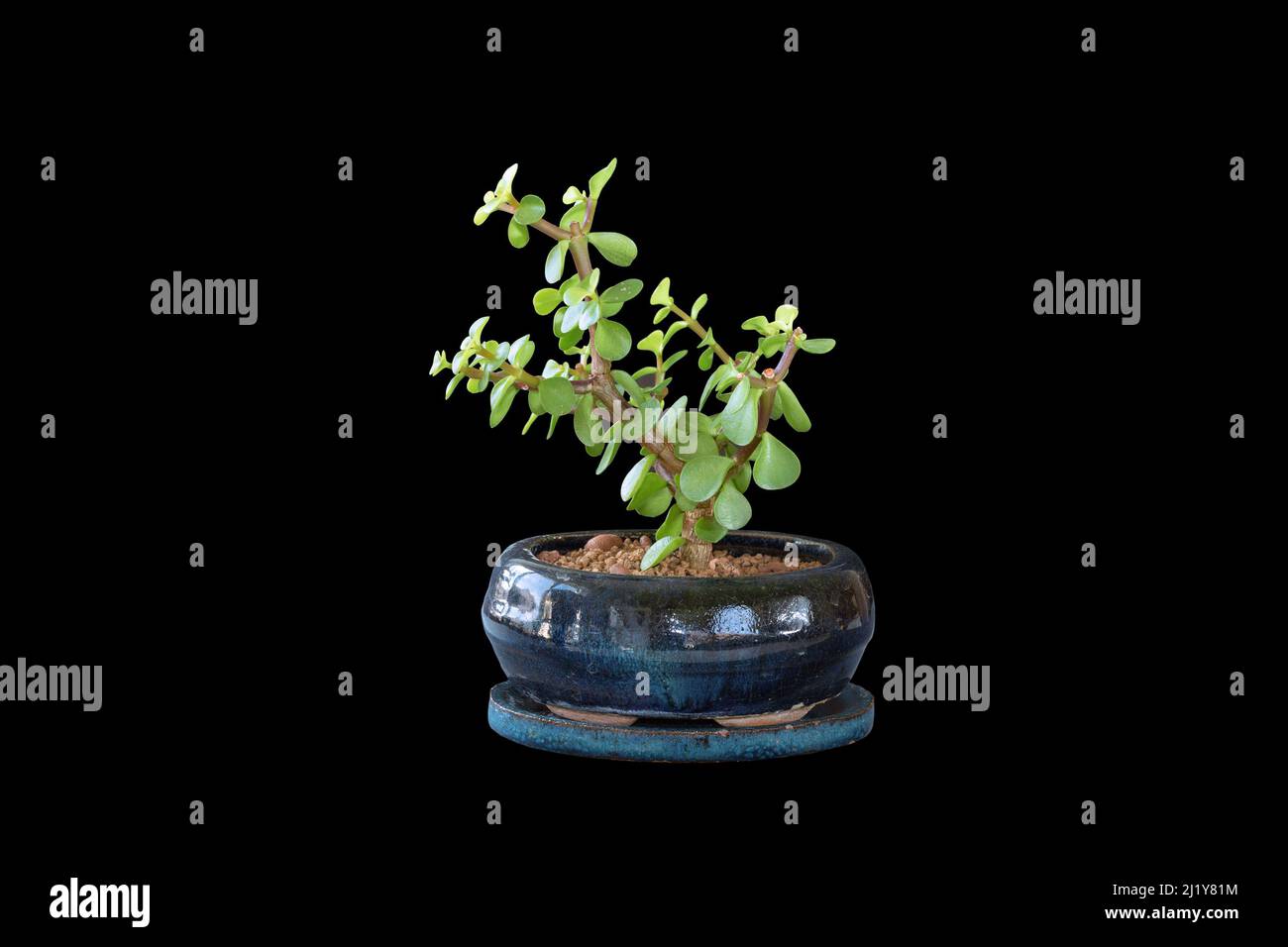 Portulacaria afla Bonsai auf dunklem Hintergrund, der Geldbaum in einem Keramiktopf gepflanzt Stockfoto