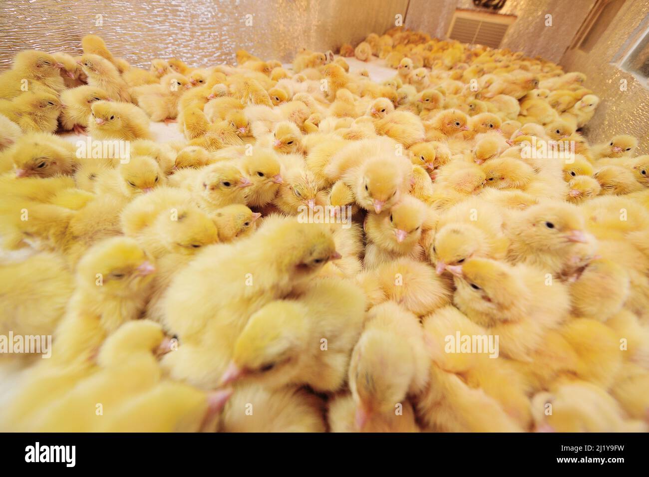 Schlüpfen von Hühnern und Wachteln in einem Inkubator auf einer Geflügelfarm. Stockfoto