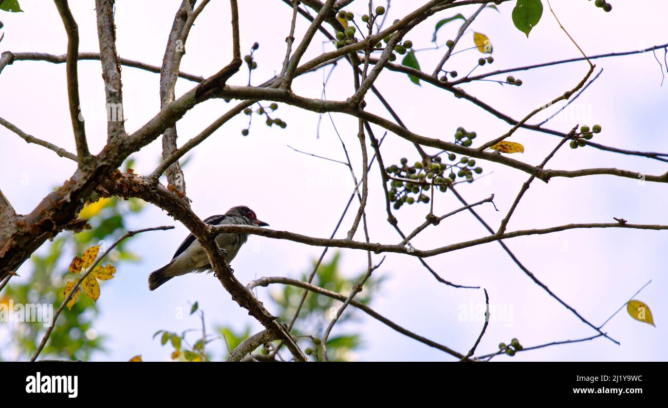 Nahaufnahme eines Vogels am Baum Stockfoto