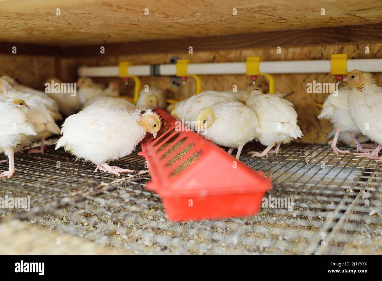 Erwachsene Wachtel in einer Voliere essen Essen und Trinkwasser auf einer Geflügelfarm Stockfoto