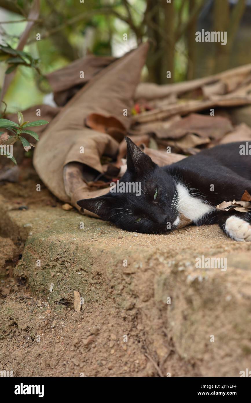 Schlafende schwarze Katze Stockfoto