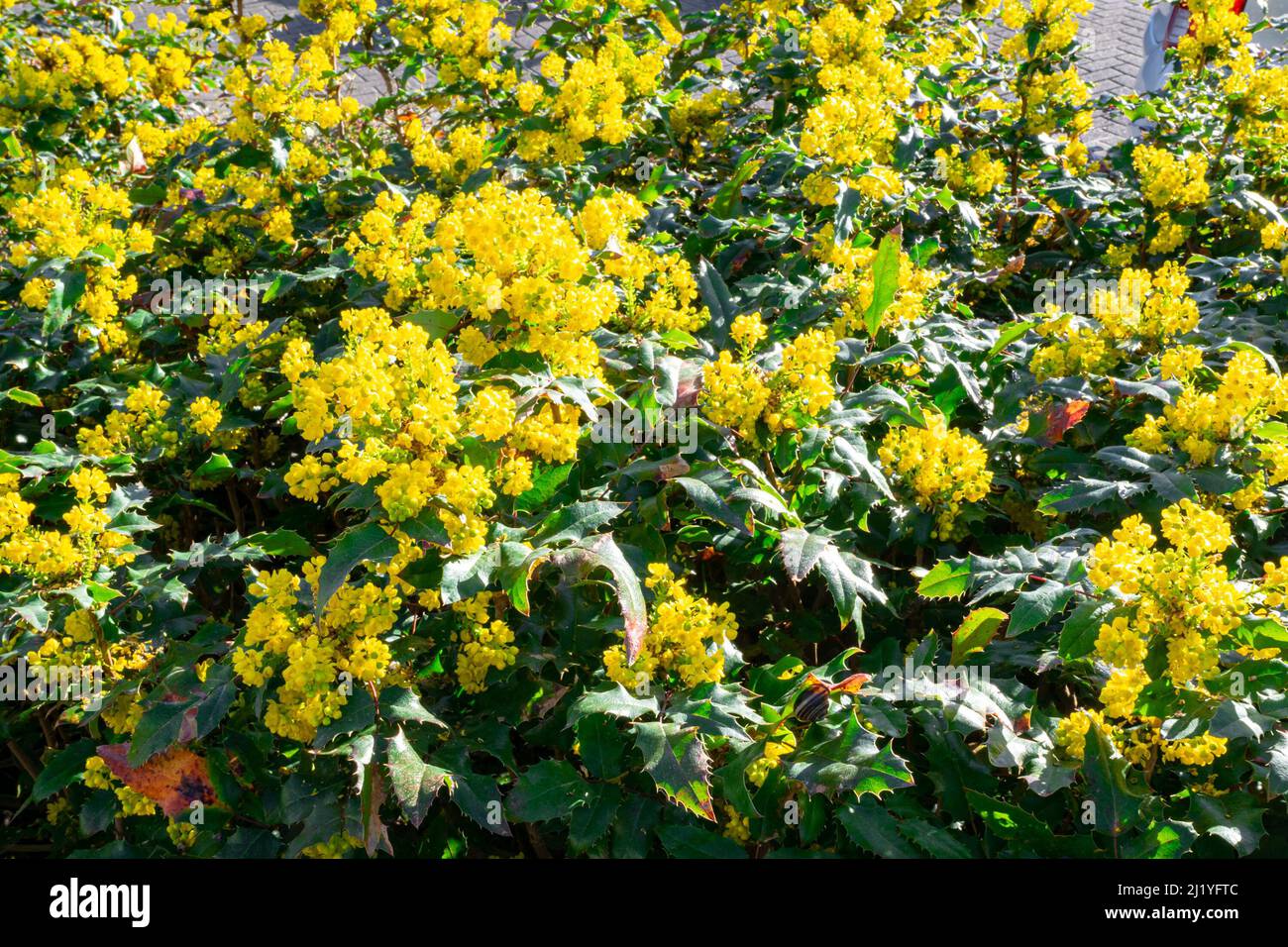 Gelb blühender Mahonia japonica in einem Garten Stockfoto