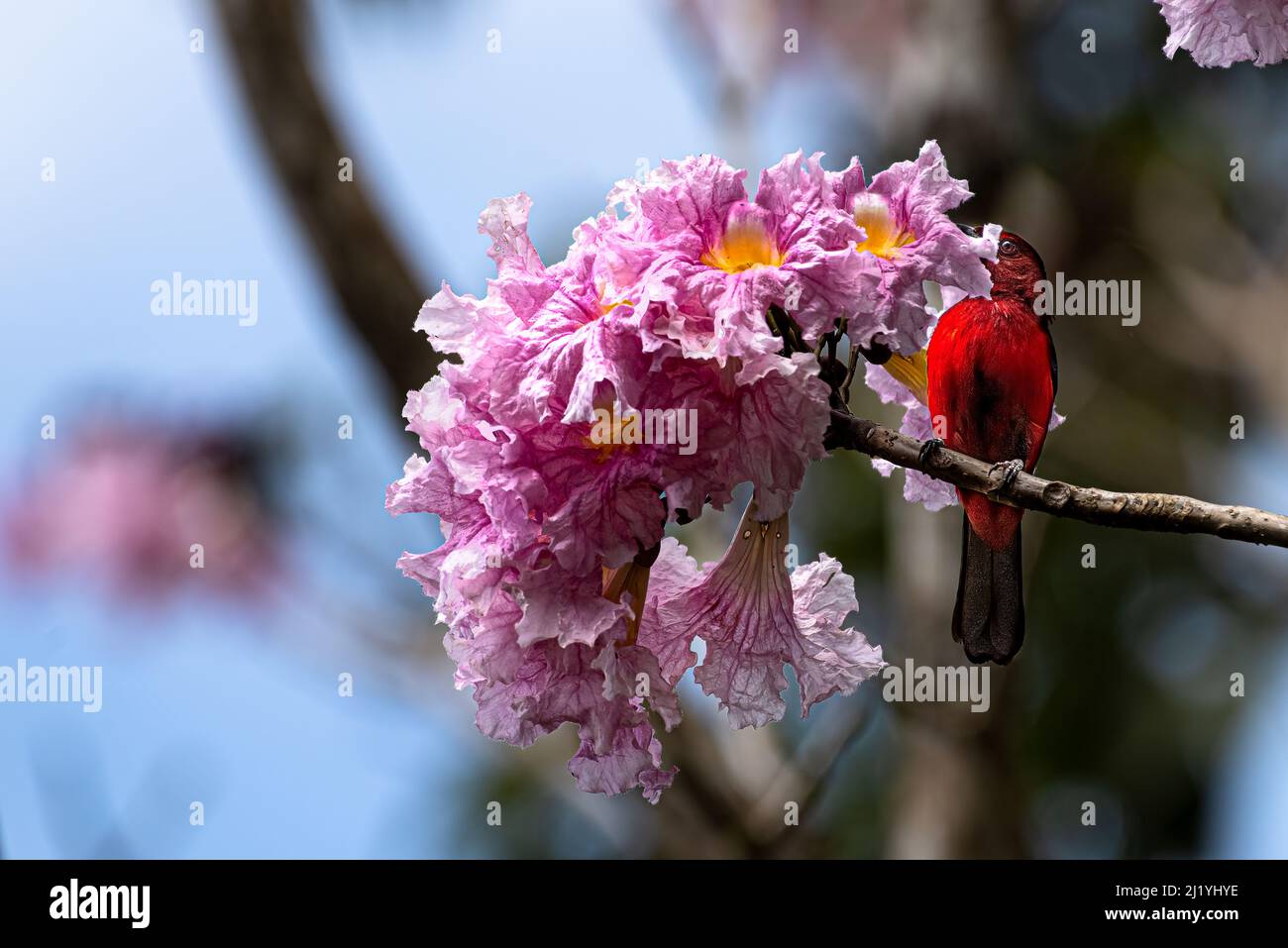 Karmesinroter Tanager, der die Blüten eines Tabebuia-Rosea-Baumes fütterung Stockfoto