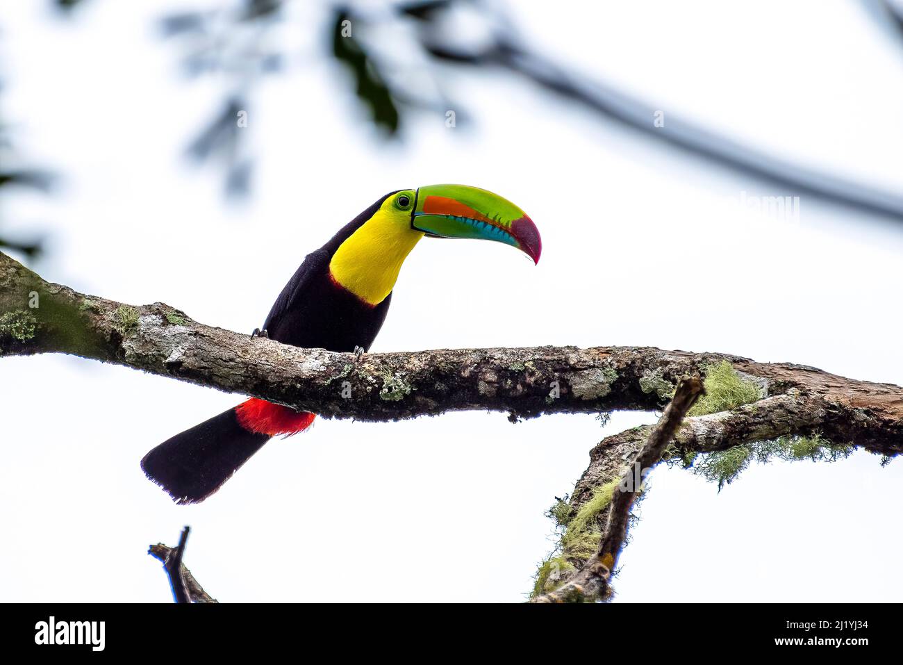 Ein Tukan mit Regenbogenschnabel thront hoch oben auf einem Baum im Regenwald Stockfoto