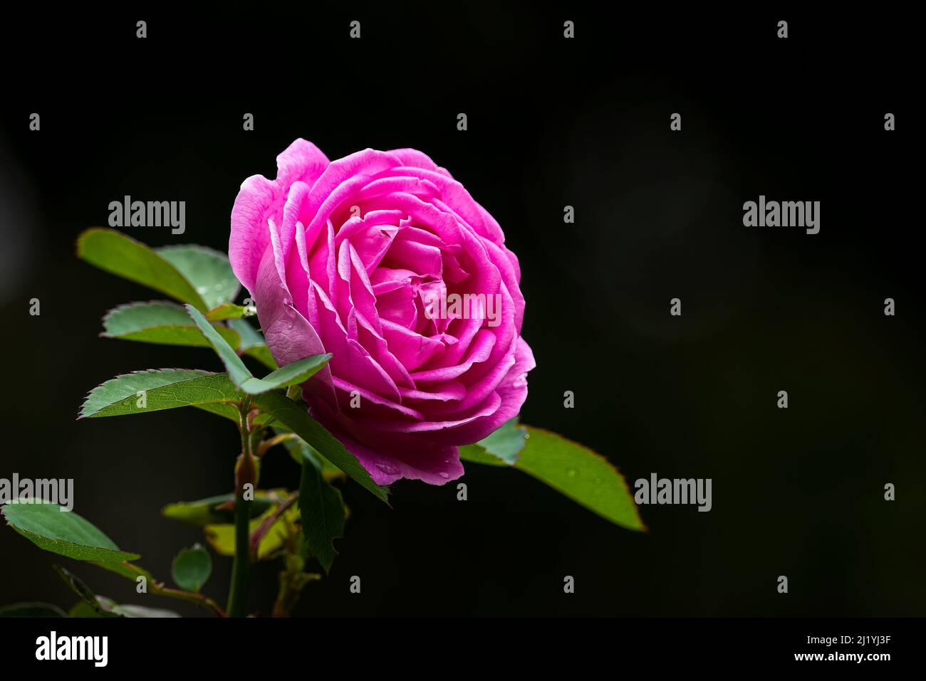 Rosa Rose in voller Blüte mit dunklem Hintergrund Stockfoto