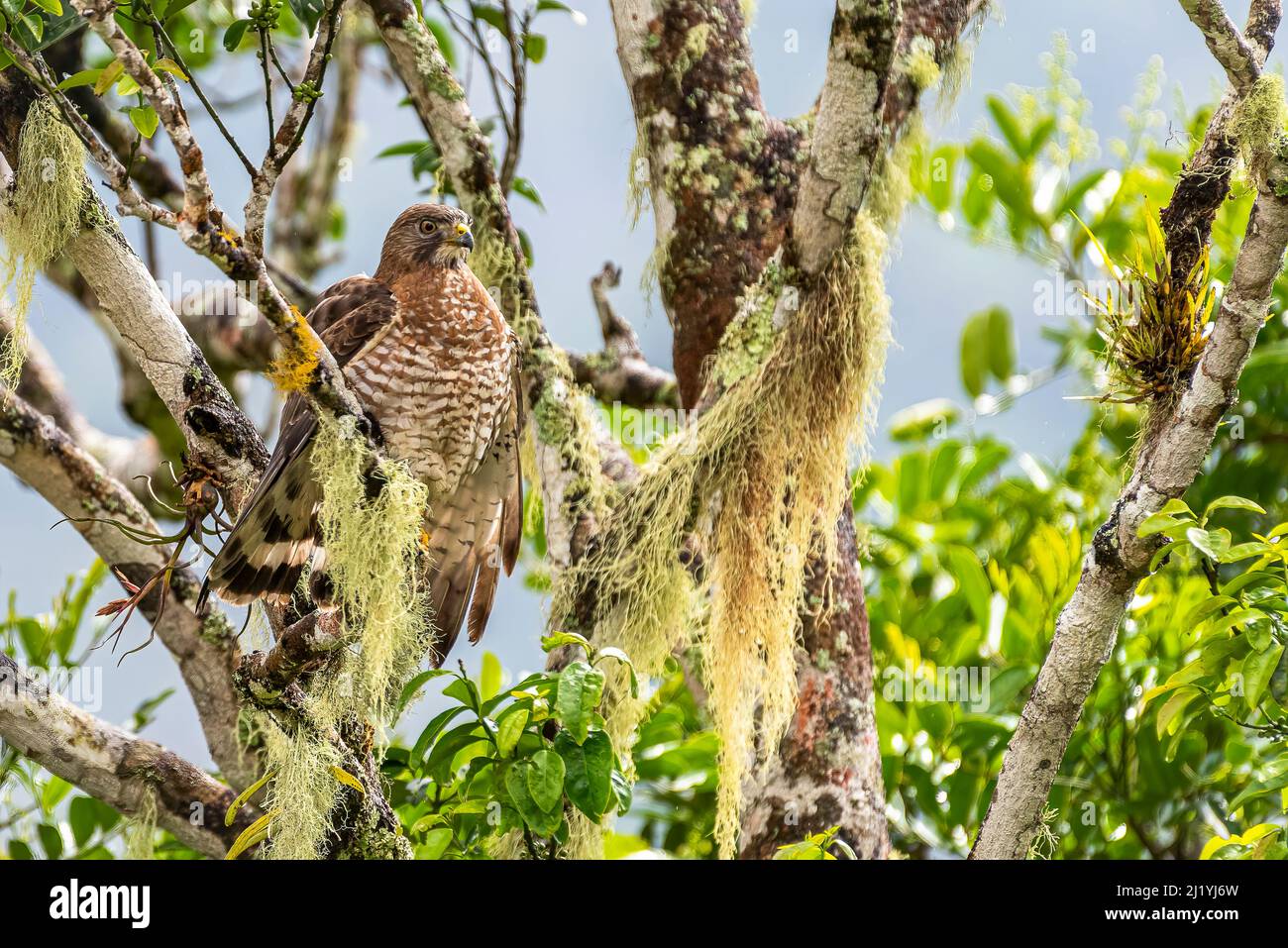 Ein breiter geflügelter Falke thront hoch oben auf einem Baum Stockfoto