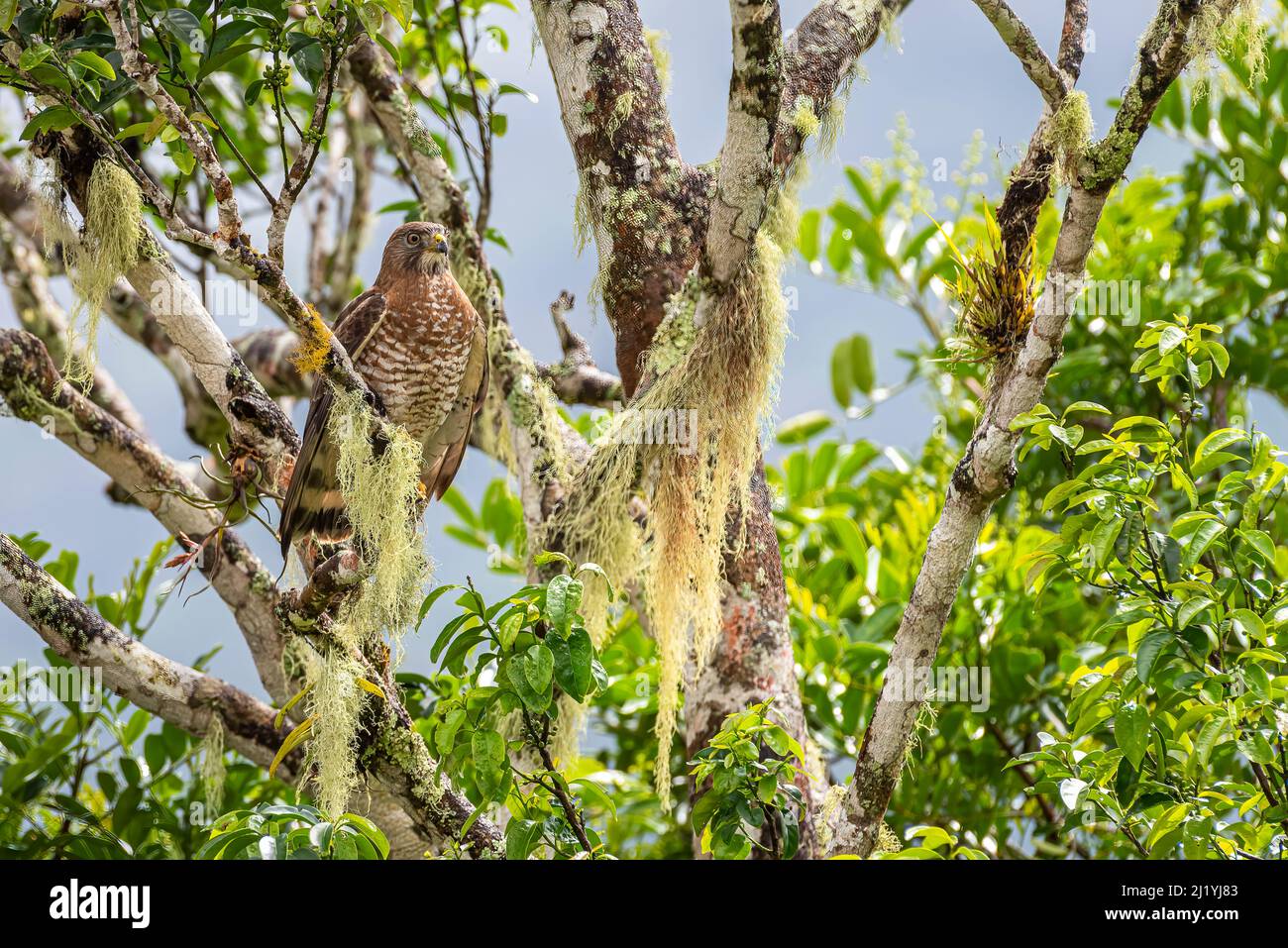Ein breiter geflügelter Falke thront hoch oben auf einem Baum Stockfoto